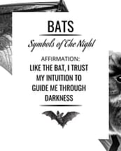 bat-symbolism-affirmation