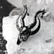 silver-crescent-skull-necklace-restyle-sold-hellaholics