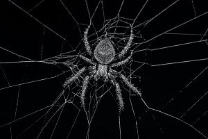 Spider symbolism image for spider jewellery with a spider and her spiderweb in grey on black background